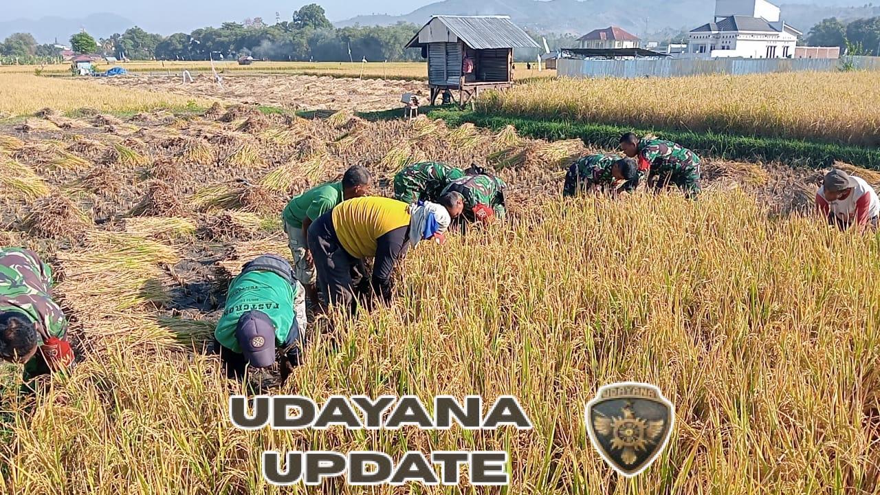 Sinergi TNI dan Petani, Koramil Rasana’e Dorong Semangat Panen Padi di Wilayah Kelurahan Rabangodu Utara