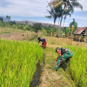 Praka Bing Jonas Turun ke Sawah Bantu Warga Bersihkan Lahan