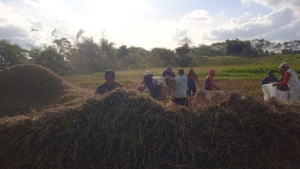 Babinsa Kodim 1601/Sumba Timur Dukung Ketahanan Pangan Lewa