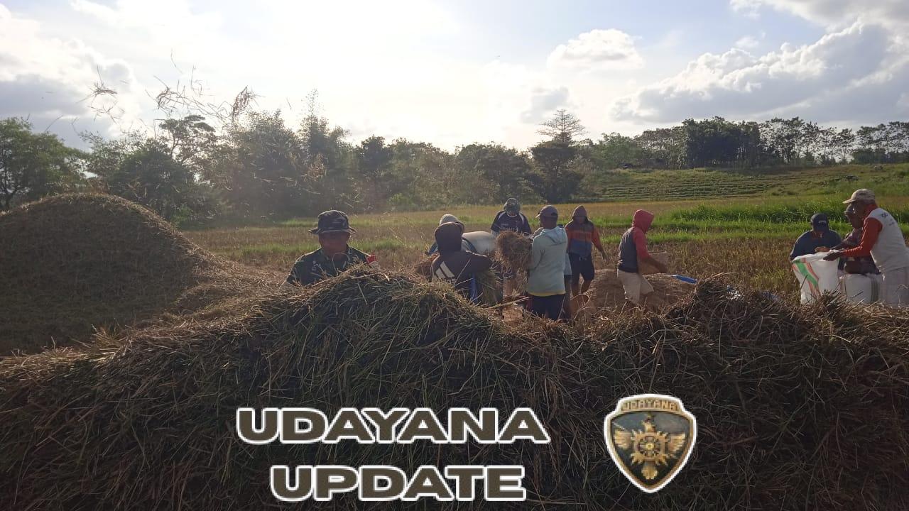 Babinsa Kodim 1601/Sumba Timur Dukung Ketahanan Pangan Lewa