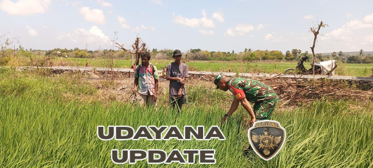 Babinsa Koramil 03/Pahunga Lodu Bersama Petani Lakukan Penyemprotan Tanaman Padi