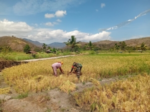 Babinsa Tanglapui Timur Bantu Warga Panen Padi di Desa Air Mancur
