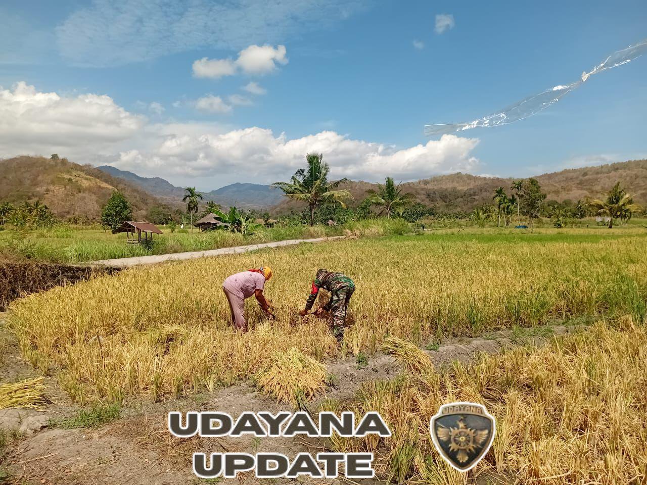 Babinsa Tanglapui Timur Bantu Warga Panen Padi di Desa Air Mancur