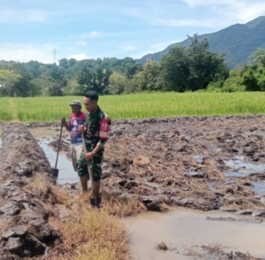 Babinsa Koramil 1612-03/Borong Aktif Bantu Petani di Kecamatan Borong