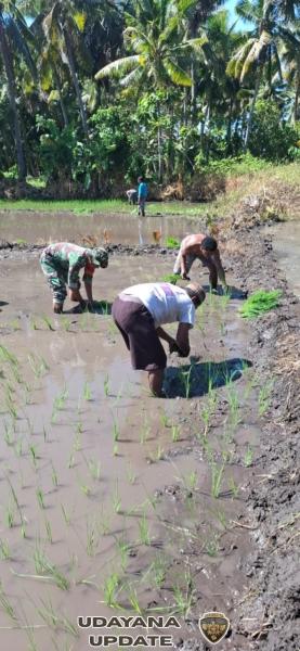 Babinsa Dukung Kegiatan Pertanian, Penanaman Padi di Lembata Berjalan Lancar