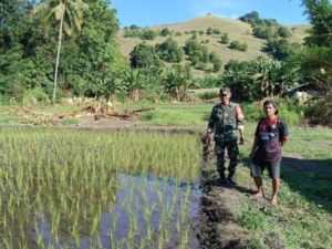 Babinsa dan PPL Bersinergi Dukung Petani Hadapi Hama dan Penyakit Tanaman di Ende