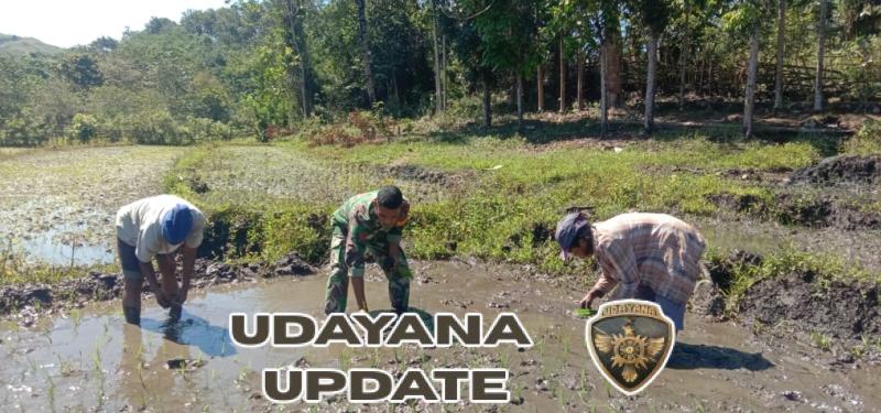 Babinsa Koramil 04/Tabundung Dukung Ketahanan Pangan di Kecamatan Tabundung