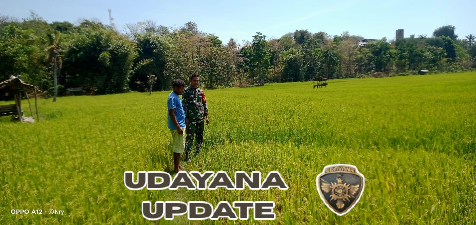 Pendampingan Babinsa di Sawah: Wujud Dukungan TNI untuk Ketahanan Pangan