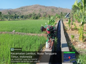 Babinsa Lembur Timur Dampingi Petani Lakukan Penyemprotan Herbisida di Lahan Demplot
