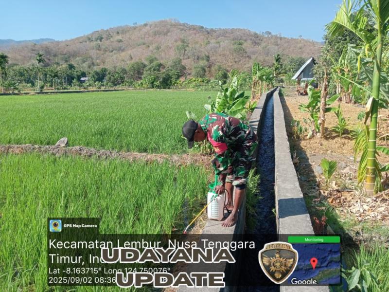 Babinsa Lembur Timur Dampingi Petani Lakukan Penyemprotan Herbisida di Lahan Demplot
