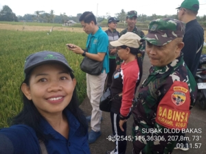 Tingkatkan Produktifitas Pertanian, Bati Wanwil Siterdim Kodim Klungkung Bersama Babinsa Bakas Turun Sawah Monitoring LTT