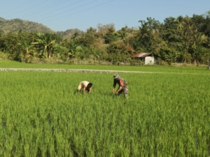 Perkuat Kemanunggalan TNI-Rakyat, Babinsa Maurole Turun Lapangan Bersama Petani