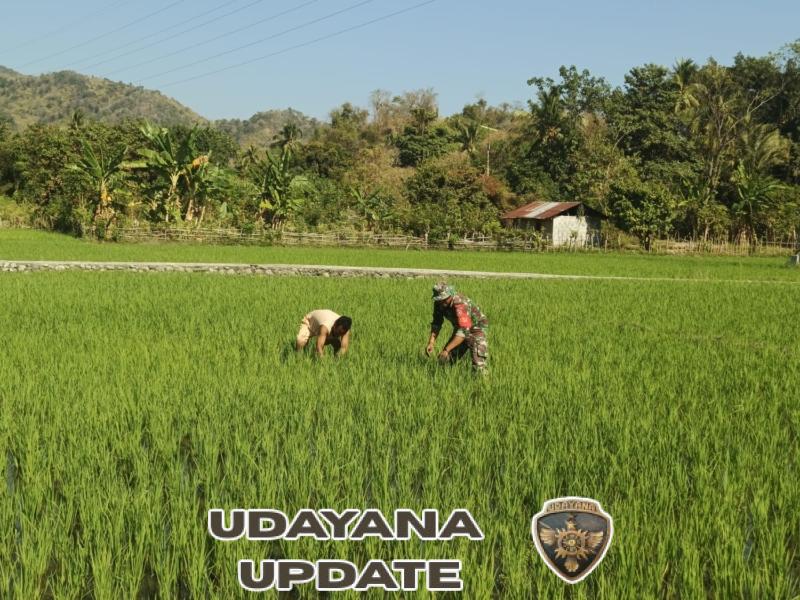 Perkuat Kemanunggalan TNI-Rakyat, Babinsa Maurole Turun Lapangan Bersama Petani