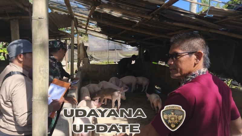 Babinsa Koramil 1626-01/Bangli Dampingi Monitoring Program Ketahanan Pangan di Peternakan Babi Desa Landih