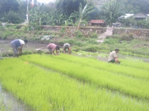 Koptu Mukmin Matoke Turun ke Sawah Bantu Petani di Mauliru