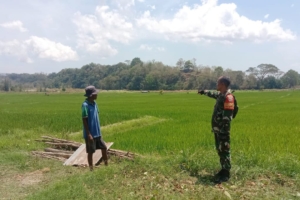 Upaya Peningkatan Produksi, Babinsa Bersama Petani Pantau Pertumbuhan Tanaman Padi