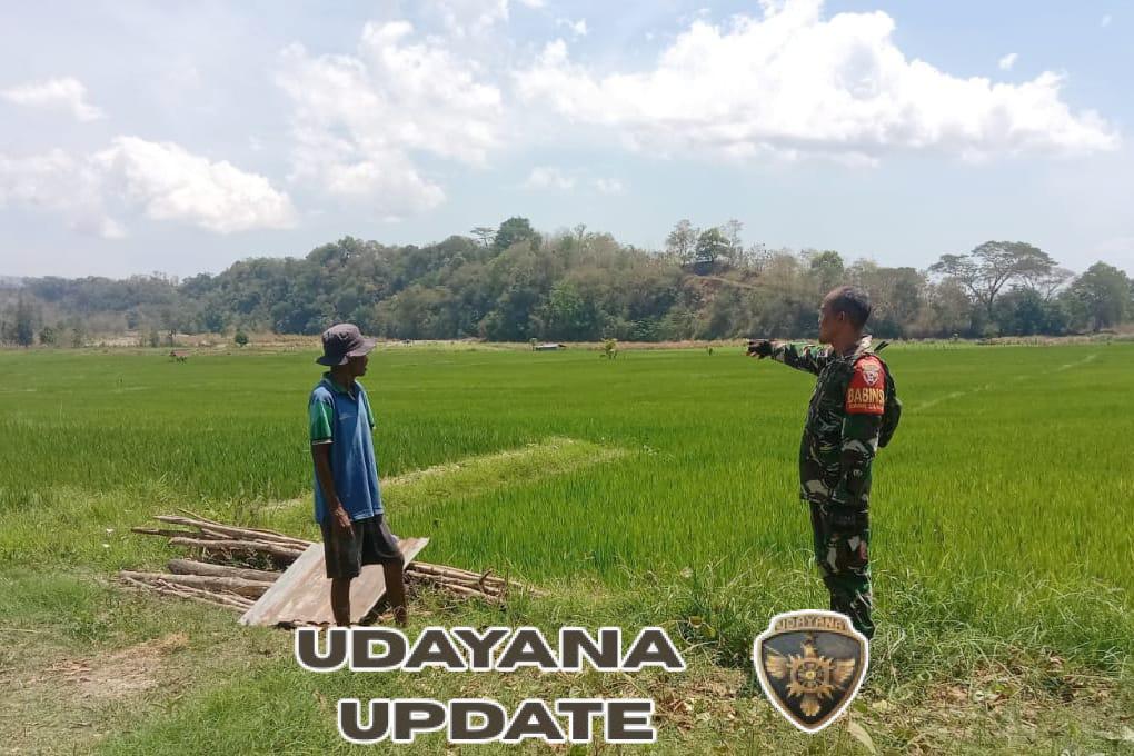 Upaya Peningkatan Produksi, Babinsa Bersama Petani Pantau Pertumbuhan Tanaman Padi
