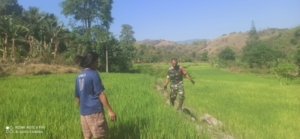 Pemantauan Tanaman Padi dan Komsos, Babinsa Koramil Maurole Jaga Kondusifitas Wilayah