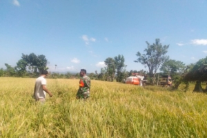 Babinsa 1601-03/Pahunga Lodu Dorong Ketahanan Pangan Lewat Pendampingan Panen