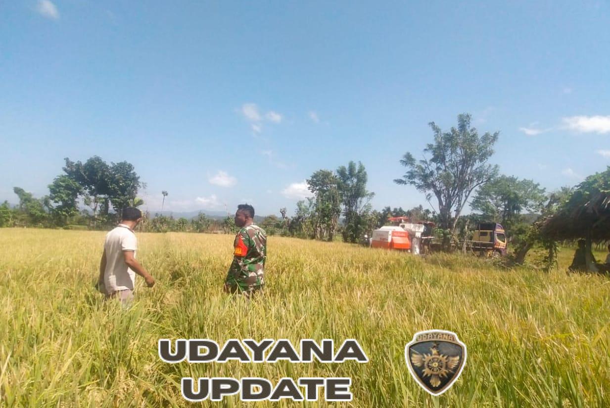 Babinsa 1601-03/Pahunga Lodu Dorong Ketahanan Pangan Lewat Pendampingan Panen