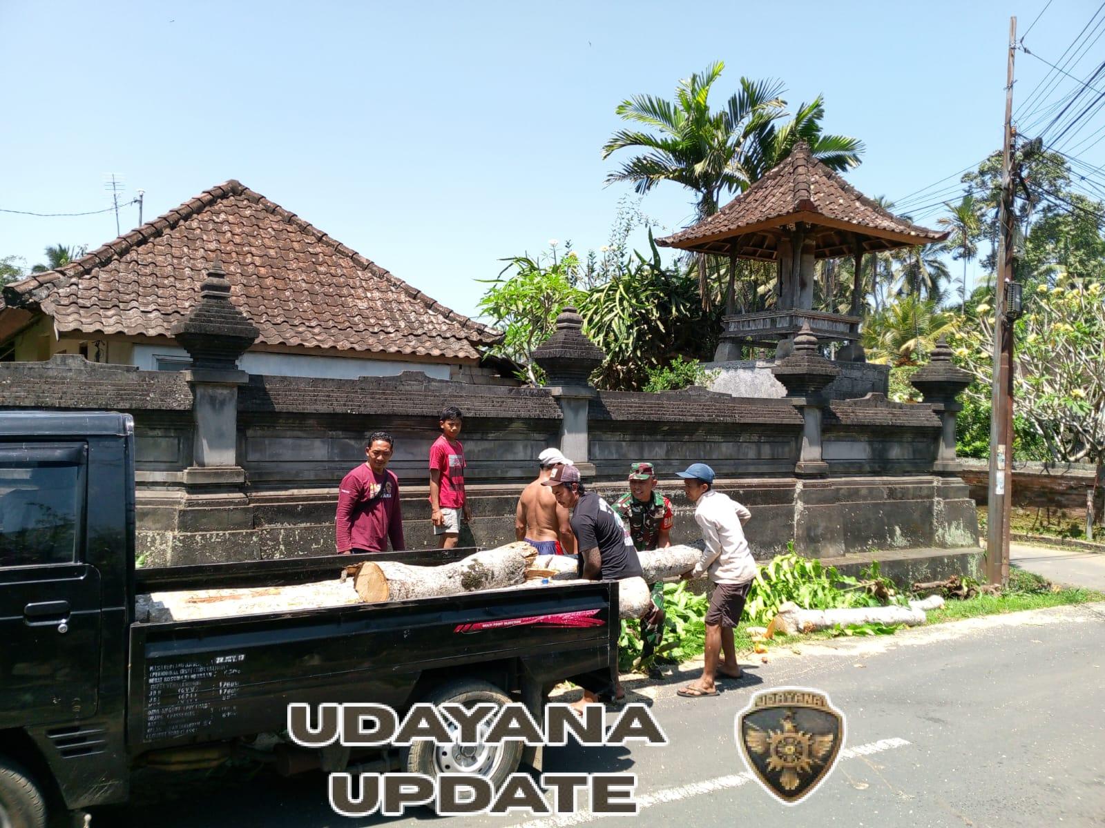 Babinsa Kelusa Ajak Warga Gotong Royong Bersihkan Pohon, Antisipasi Bahaya Saat Musim Hujan