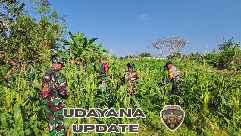 Panen Jagung Bersama, Wujud Nyata Kodim Klungkung Perkuat Hanpangan Wilayah