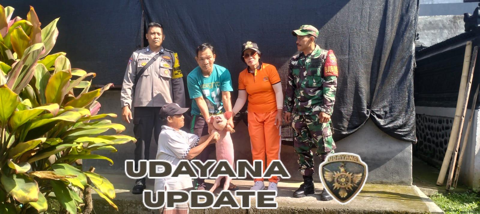 Babinsa Desa Pertima dampingi pembagian bibit ternak babi kepada kelompok ternak.