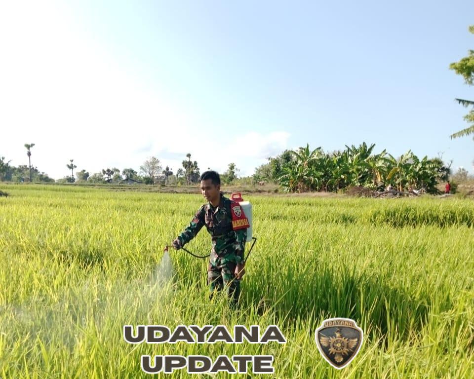 Perkuat Sektor Pertanian, Babinsa Rindi Umalulu Aktif Bantu Petani Semprot Tanaman Padi