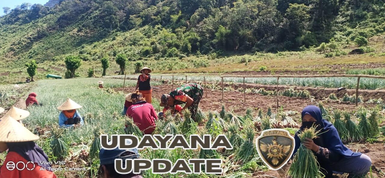 Babinsa Nanga Tumpu Dampingi Panen Bawang Merah
