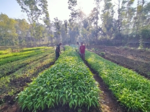 TNI dan Petani Sayur Perkuat Ketahanan Pangan di Sumba Barat