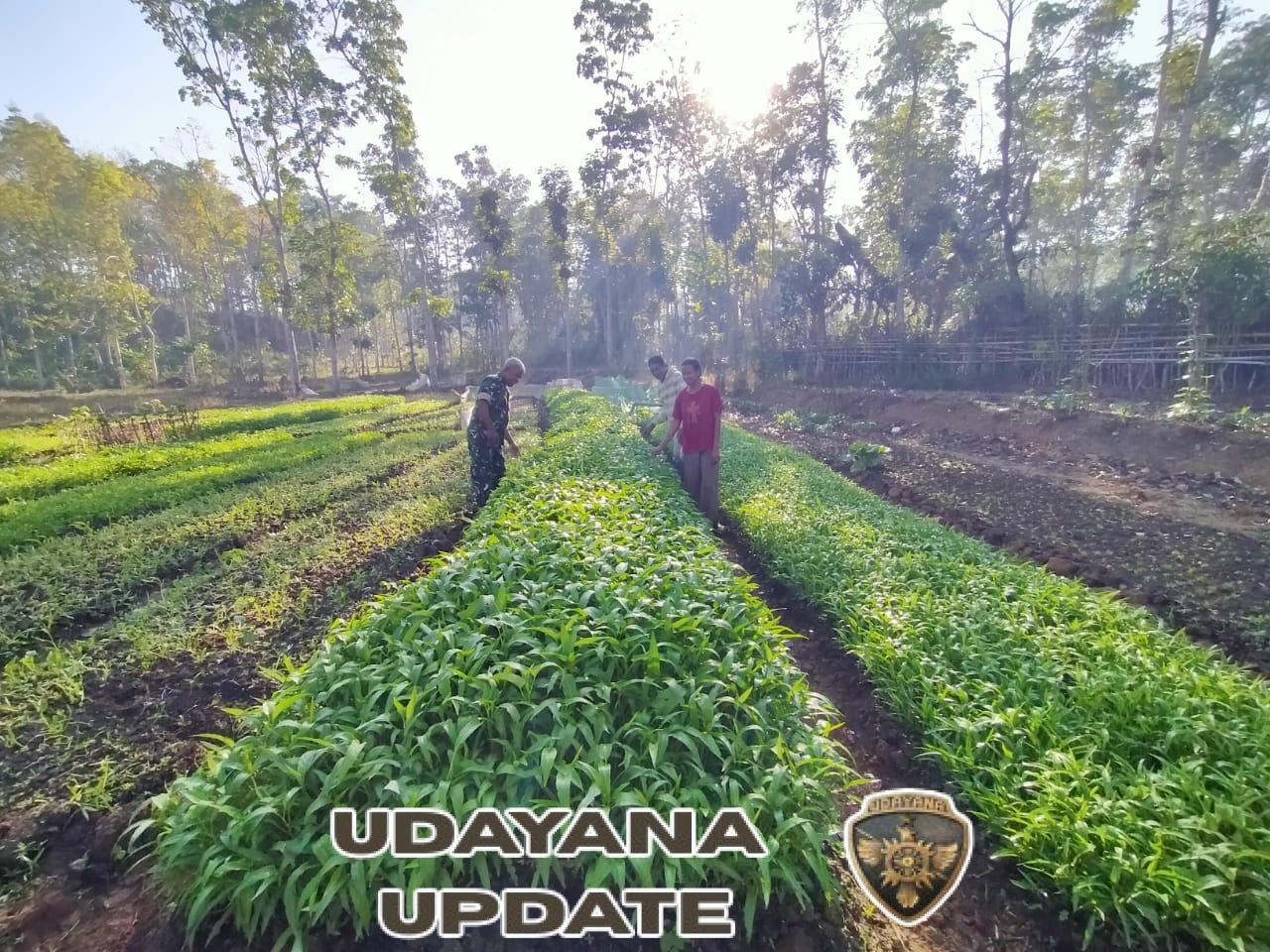 TNI dan Petani Sayur Perkuat Ketahanan Pangan di Sumba Barat