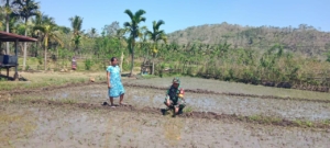 Babinsa Tabundung Dampingi Hanpangan di Desa Praingkareha