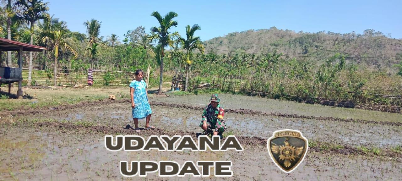 Babinsa Tabundung Dampingi Hanpangan di Desa Praingkareha