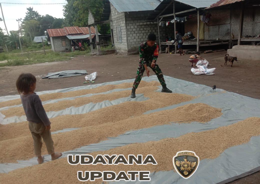 Kebersamaan Terjalin, Babinsa Dampingi Warga Jemur Padi di Pahunga Lodu