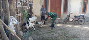 Bantu Meningkatkan Perekonomian Masyarakat, Babinsa Pantau Peternak Kambing Di Sasake
