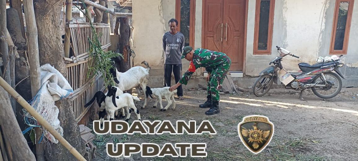 Bantu Meningkatkan Perekonomian Masyarakat, Babinsa Pantau Peternak Kambing Di Sasake