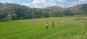 Babinsa Koramil 04/Tabundung Dampingi Petani Desa Billa Tingkatkan Ketahanan Pangan