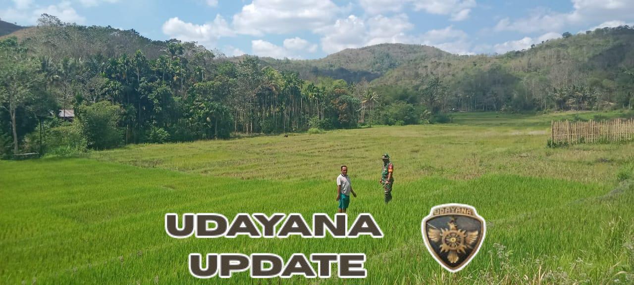 Babinsa Koramil 04/Tabundung Dampingi Petani Desa Billa Tingkatkan Ketahanan Pangan