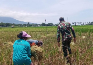 Dekat dengan Rakyat, Babinsa Koramil 1612-03 Borong Hadir di Tengah Sawah