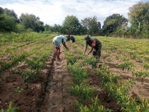 Sukseskan Ketahanan Pangan, Babinsa Ikut Bantu Kelompok Tani Memanen Cabai