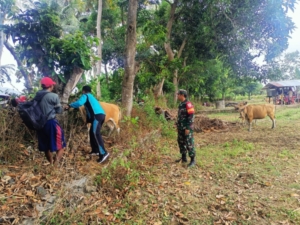 Babinsa Desa Meraran Dampingi Registrasi dan Vaksinasi Ternak