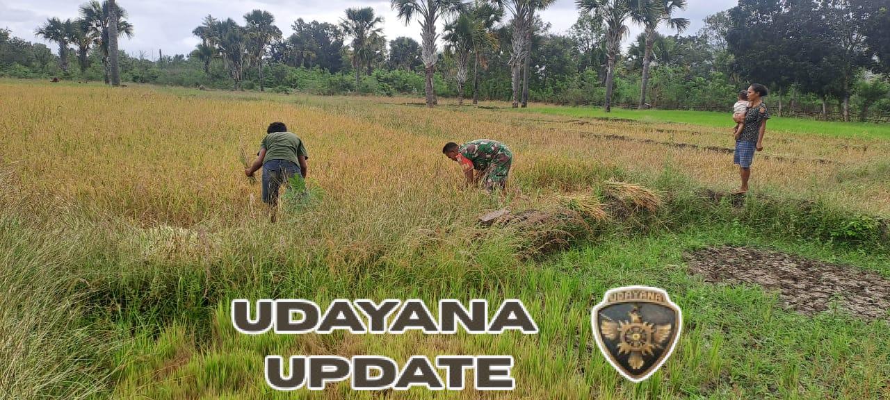 Bersama Petani, Sertu Junus Ratu Kawal Panen Padi di Desa Binaan