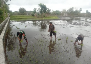 TNI Hadir di Tengah Petani, Babinsa Pahunga Lodu Dorong Peningkatan Hasil Pertanian
