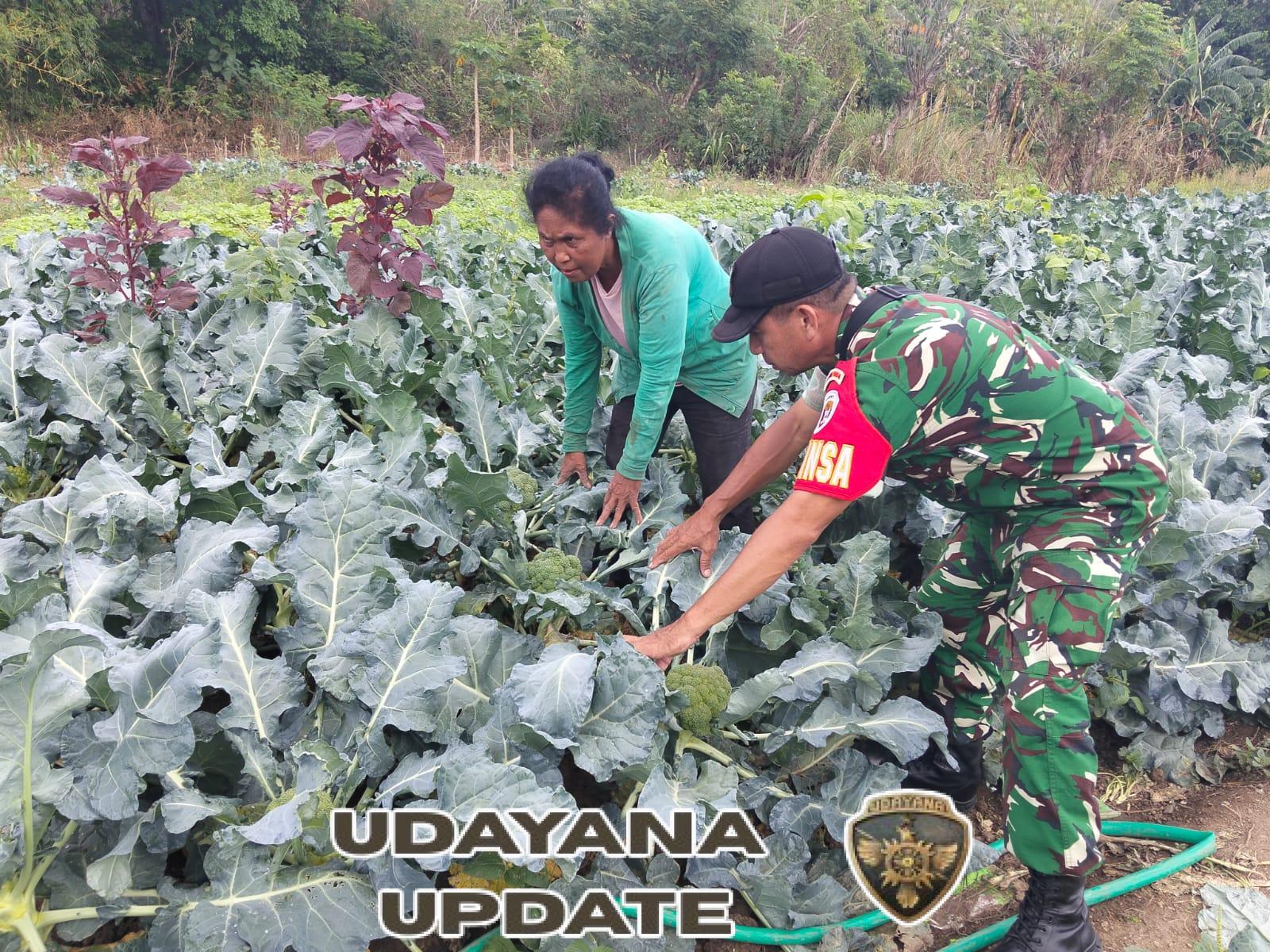 Gotong Royong Babinsa dan Warga Majukan Pertanian Kota Kupang