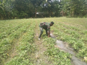 Babinsa Kelurahan Mauhau Terjun ke Lahan Bantu Petani Merawat Ubi Jalar
