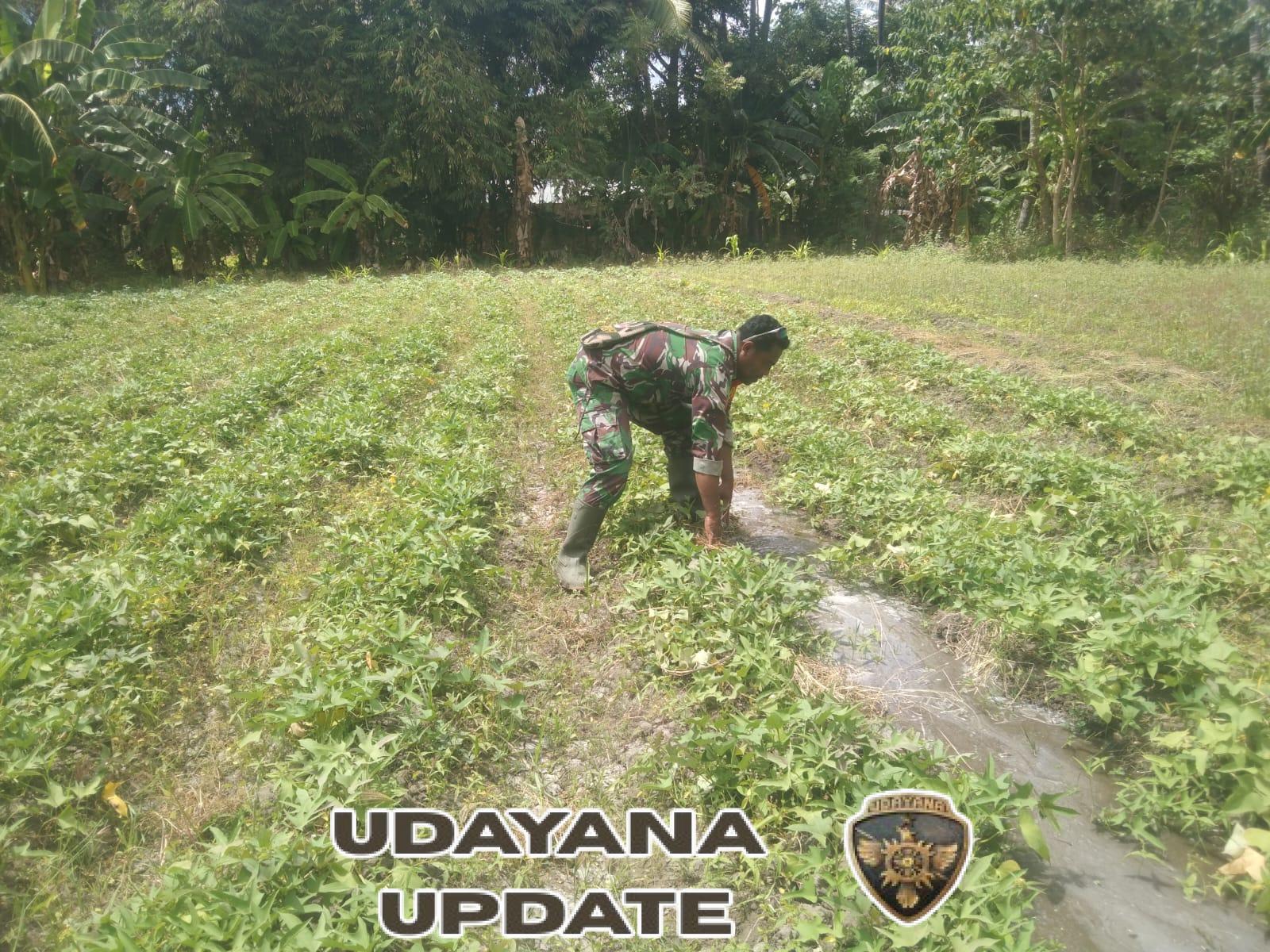 Babinsa Kelurahan Mauhau Terjun ke Lahan Bantu Petani Merawat Ubi Jalar