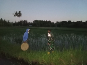 Gerakan Antisipasi Darurat Pangan: Babinsa Seririt Dampingi Petani di Subak