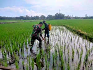 Tingkatkan Ketahanan Pangan, Babinsa Bersama Kelompok Tani Lakukan Perawatan Sawah