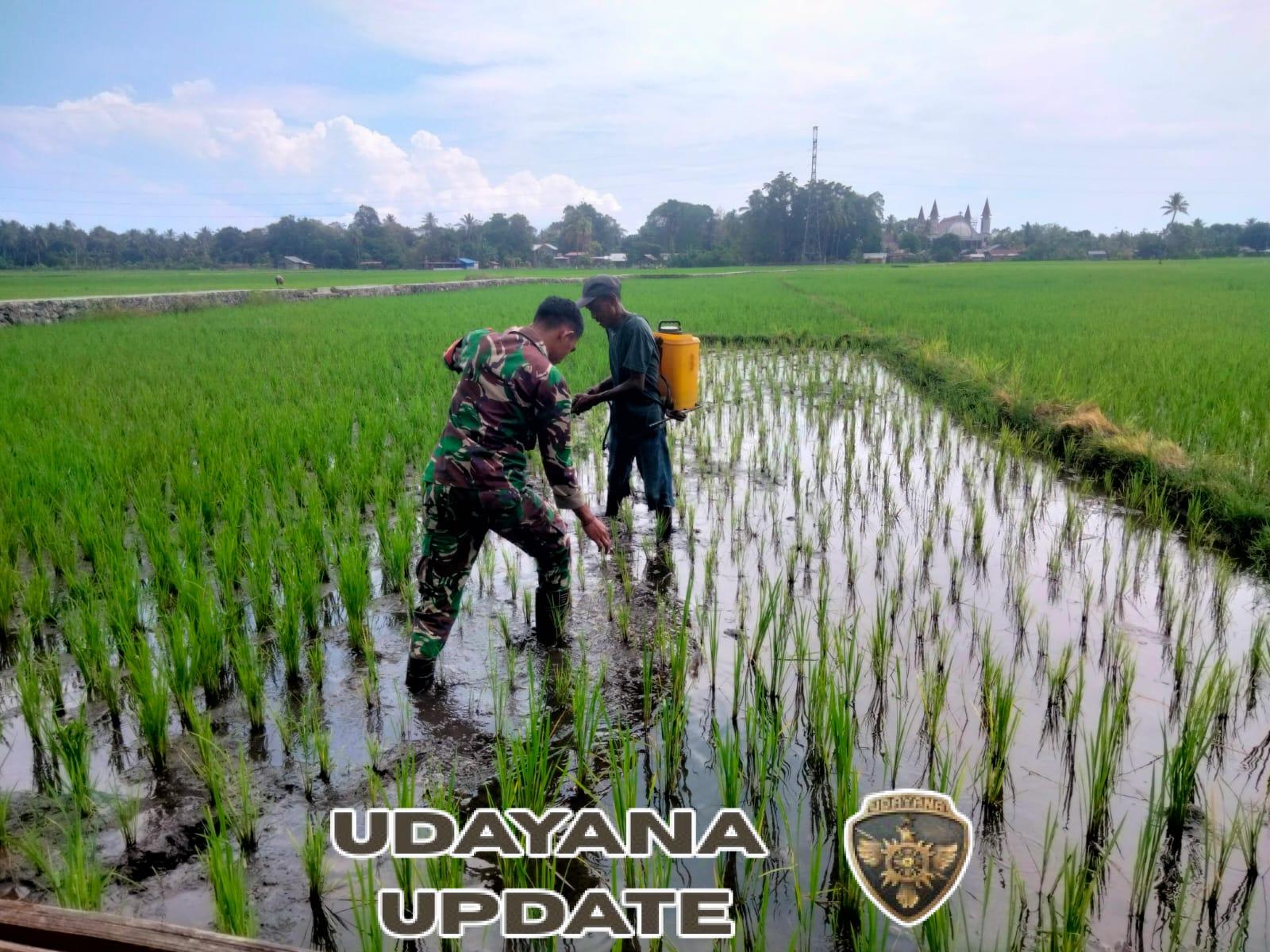 Tingkatkan Ketahanan Pangan, Babinsa Bersama Kelompok Tani Lakukan Perawatan Sawah