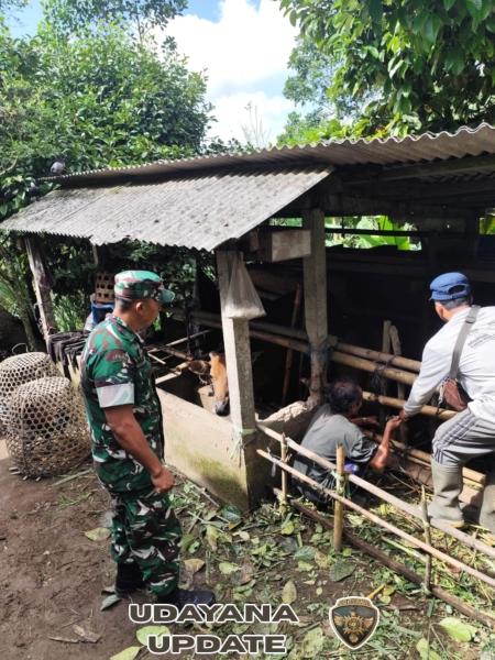 TNI Hadir di Tengah Peternak, Babinsa Taro Pastikan Vaksinasi Hewan Ternak Aman dan Lancar